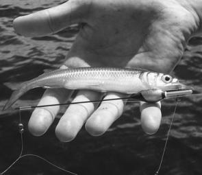 The smaller gar like this make great live baits – if the fish are around they never last long.